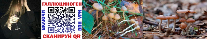 хочу   Старая Купавна  Псилоцибиновые грибы GOLDEN TEACHER 
